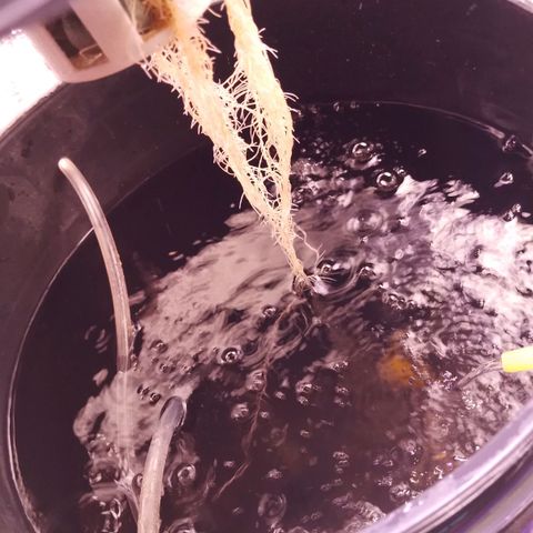Straw growlog timeline photo