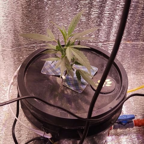 Straw growlog timeline photo