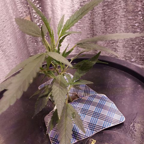 Straw growlog timeline photo