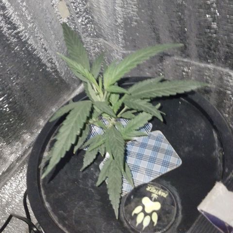 Straw growlog timeline photo