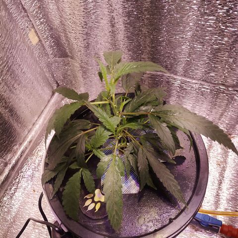 Straw growlog timeline photo
