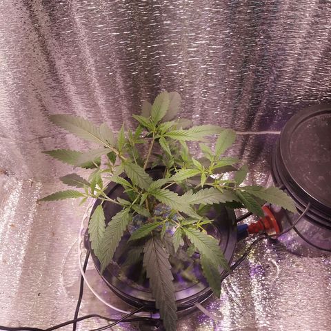 Straw growlog timeline photo