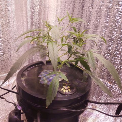 Straw growlog timeline photo