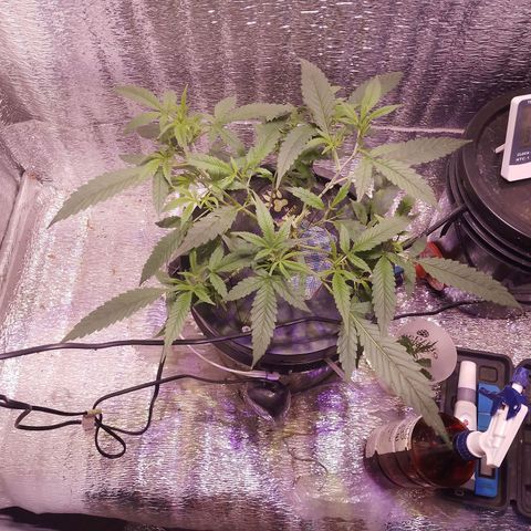 Straw growlog timeline photo