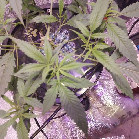 Straw growlog photo: 7 foliolos
