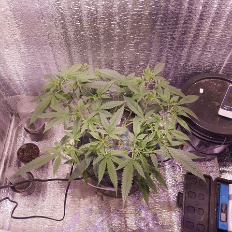 Straw growlog timeline photo