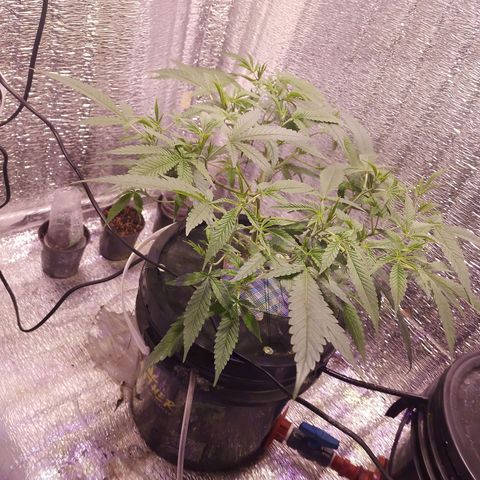 Straw growlog timeline photo