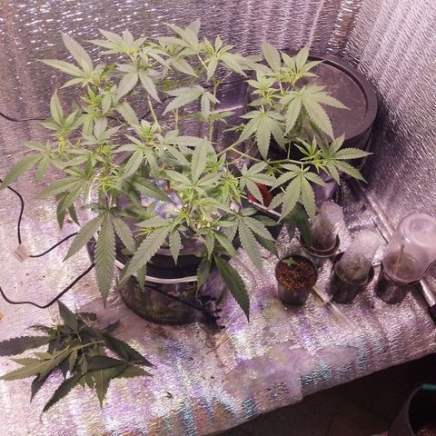 Straw growlog timeline photo
