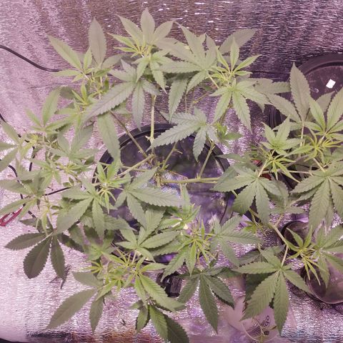 Straw growlog timeline photo
