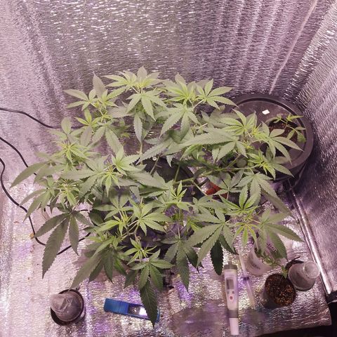 Straw growlog timeline photo