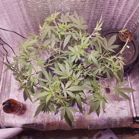 Straw growlog photo: Super crop