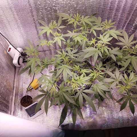 Straw growlog timeline photo