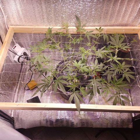 Straw growlog photo: Scorg