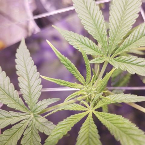 Straw growlog timeline photo