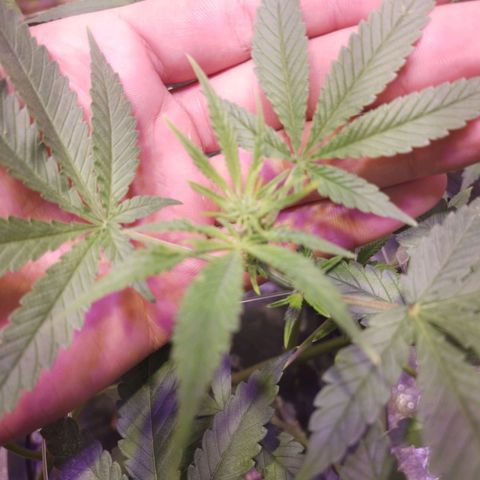Straw growlog timeline photo