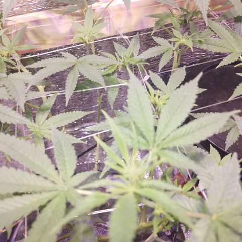 Straw growlog timeline photo