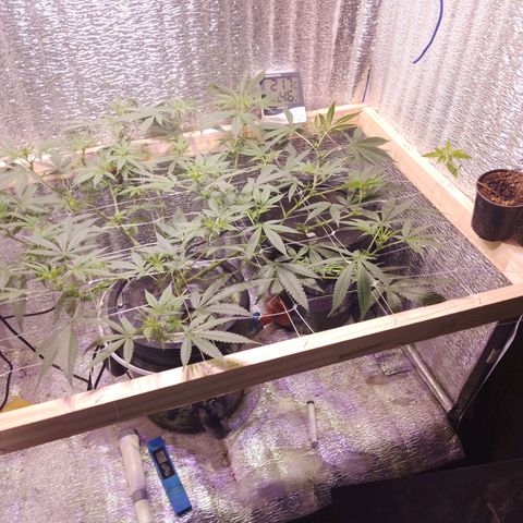 Straw growlog timeline photo