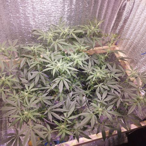 Straw growlog timeline photo