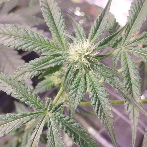 Straw growlog timeline photo