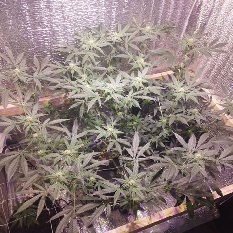 Straw growlog timeline photo
