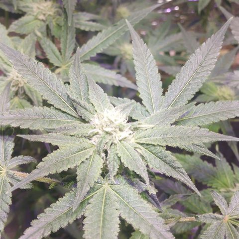 Straw growlog timeline photo