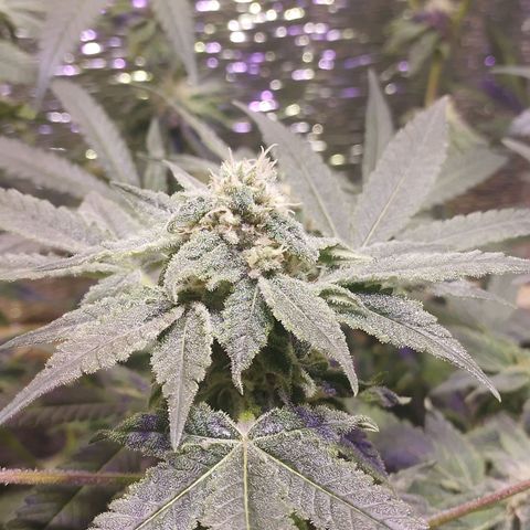 Straw growlog timeline photo