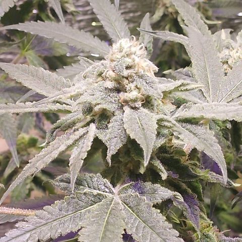 Straw growlog timeline photo