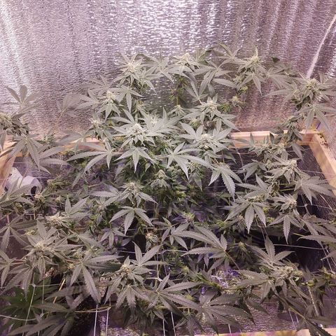 Straw growlog timeline photo