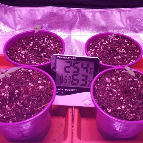 Diesel Auto con Cruza growlog photo: Dieron 4 de 4. Tierra húmeda, 5 dia sin regar, temperatura y humedad estables