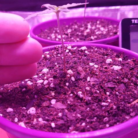 Diesel Auto con Cruza growlog photo: Dieron 4 de 4. Tierra húmeda, 5 dia sin regar, temperatura y humedad estables