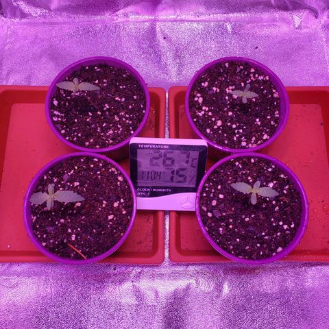 Diesel Auto con Cruza growlog photo: Hoy se rego con 100ml cada planta