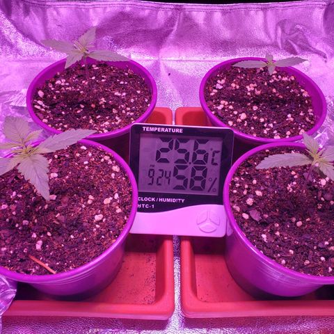 Diesel Auto con Cruza growlog timeline photo