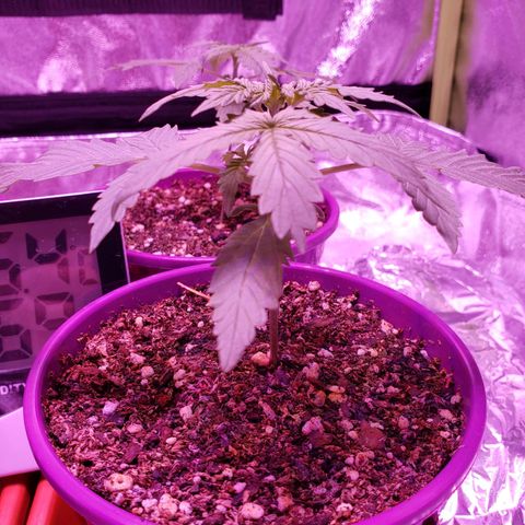 Diesel Auto con Cruza growlog timeline photo