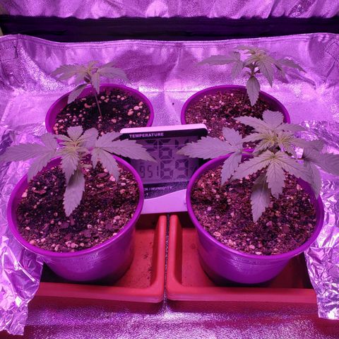Diesel Auto con Cruza growlog timeline photo