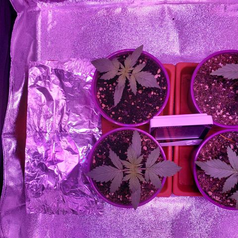 Diesel Auto con Cruza growlog timeline photo