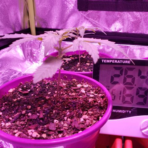 Diesel Auto con Cruza growlog timeline photo
