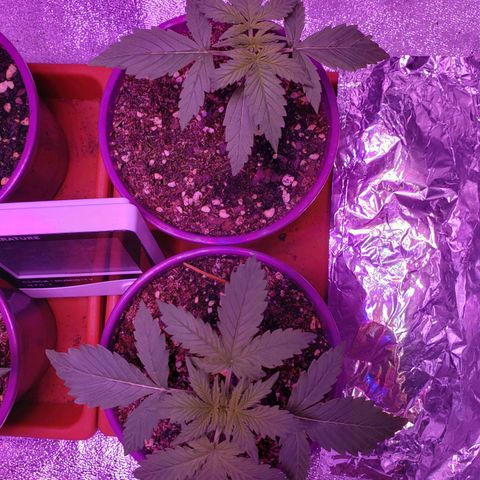 Diesel Auto con Cruza growlog timeline photo