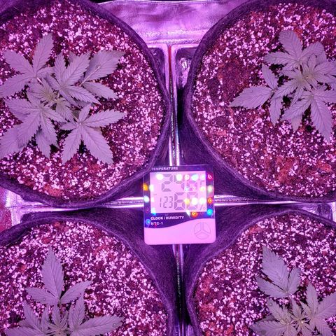 Diesel Auto con Cruza growlog timeline photo