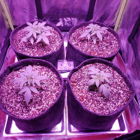 Diesel Auto con Cruza growlog timeline photo