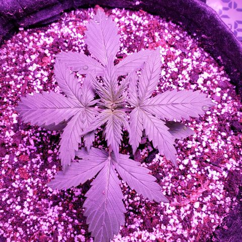 Diesel Auto con Cruza growlog timeline photo