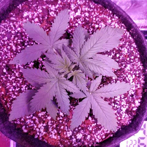Diesel Auto con Cruza growlog timeline photo