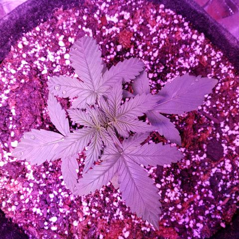 Diesel Auto con Cruza growlog timeline photo