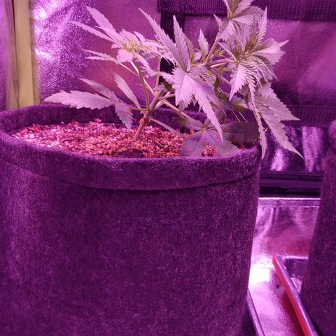 Diesel Auto con Cruza growlog timeline photo