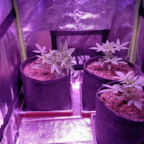 Diesel Auto con Cruza growlog timeline photo