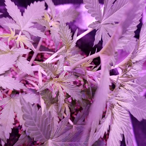 Diesel Auto con Cruza growlog timeline photo