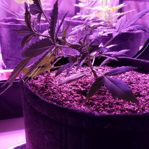 Diesel Auto con Cruza growlog timeline photo