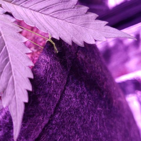 Diesel Auto con Cruza growlog timeline photo