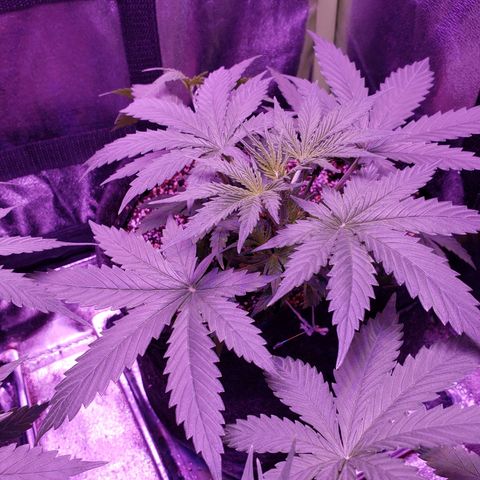 Diesel Auto con Cruza growlog timeline photo