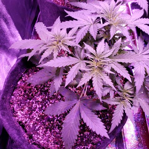 Diesel Auto con Cruza growlog timeline photo
