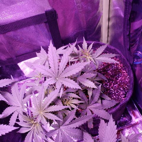 Diesel Auto con Cruza growlog timeline photo